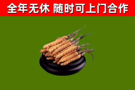 黎平县回收散虫草